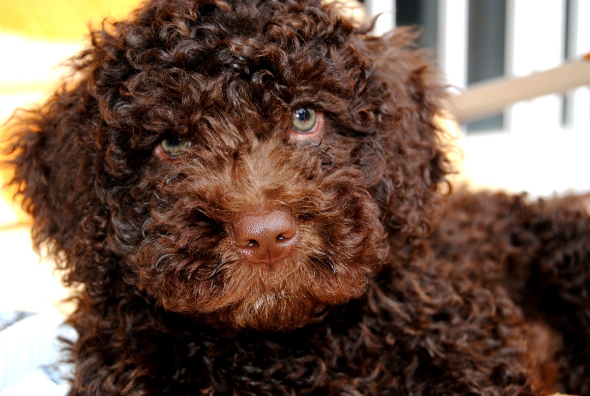 Амепиканскаякокер спаниель