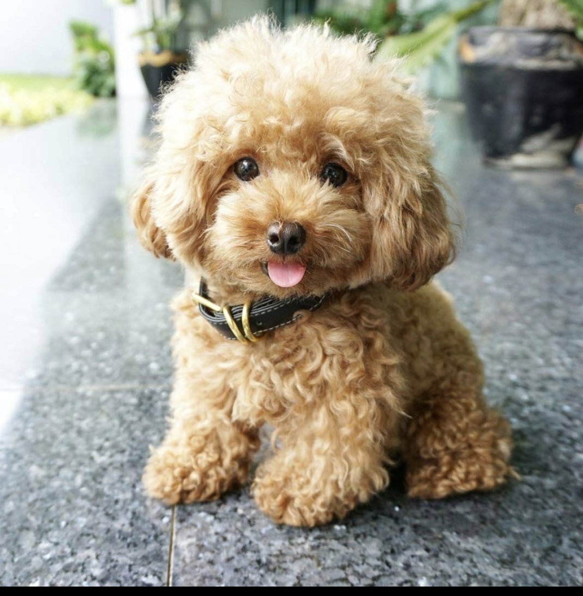 Пудель Бишон шоколадный