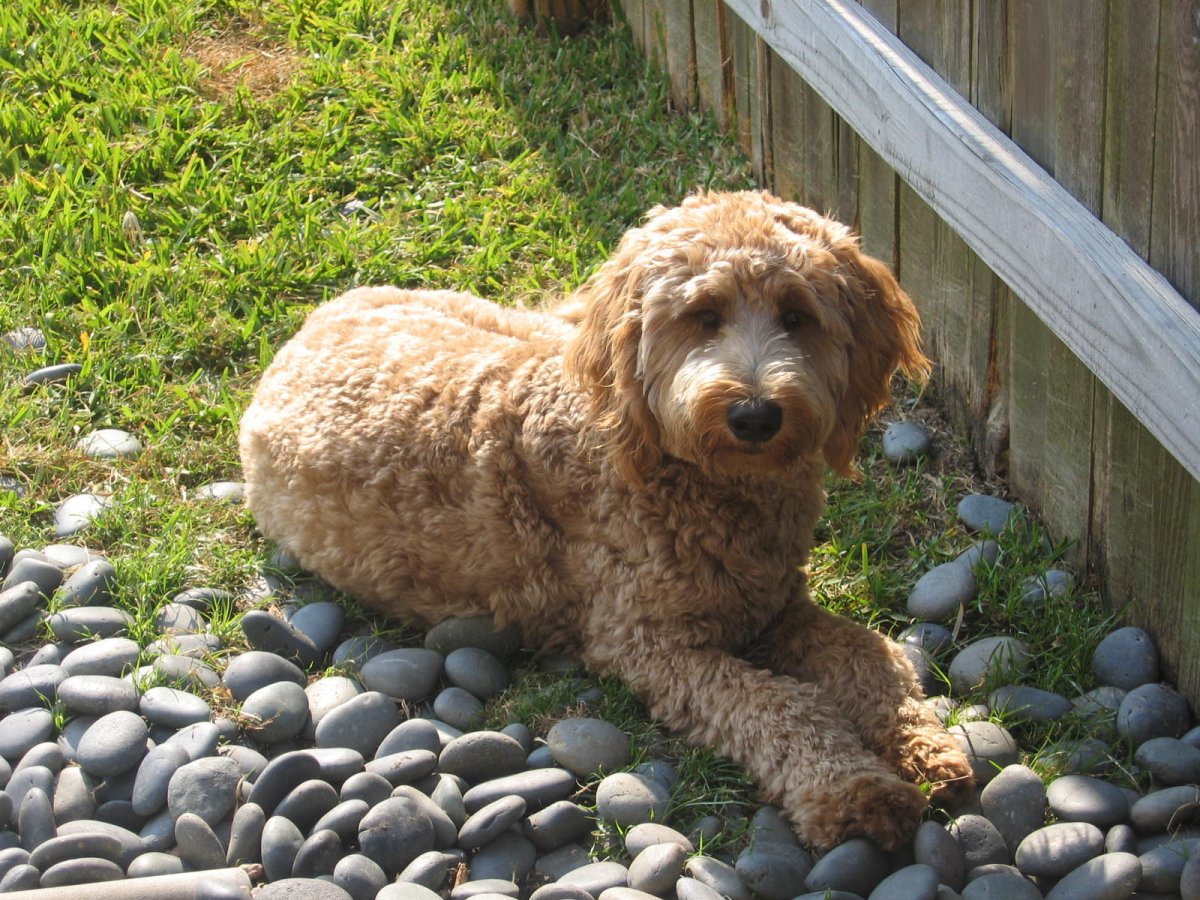 Дудли и пудель смешанная пародия