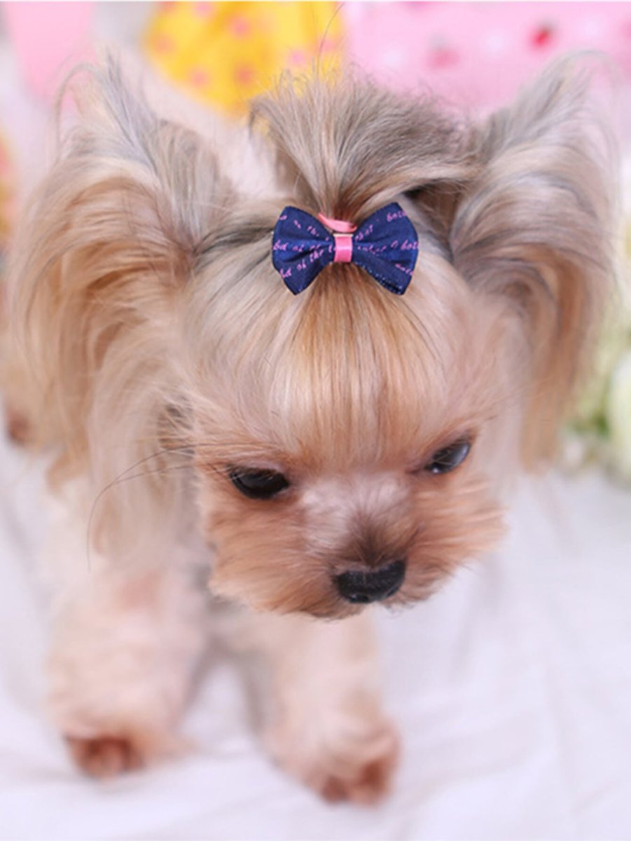 Маленькая собачка с бантиком