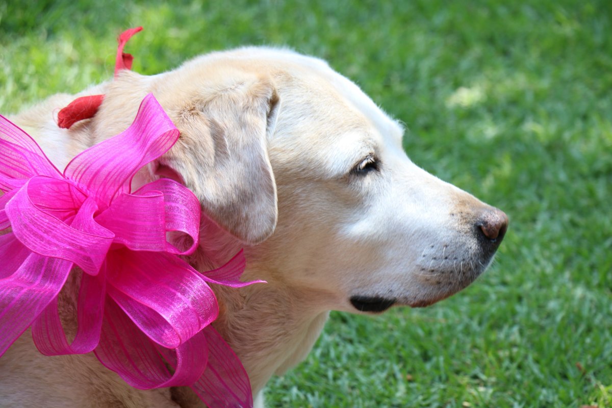 Собака с бантиком