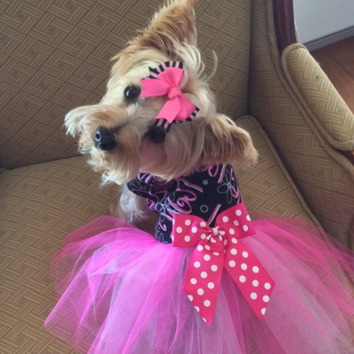 Собачка с бантиком на голове