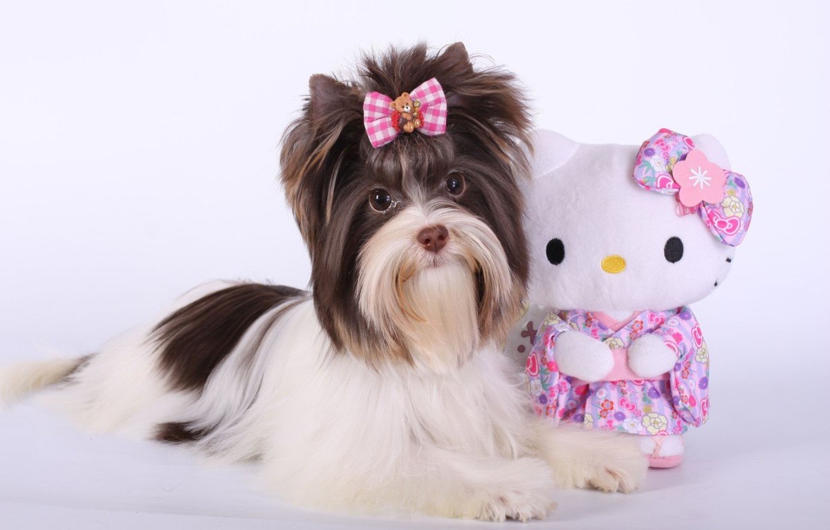 Йоркширский терьер