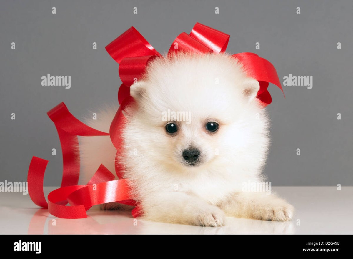 Собака с красным бантом