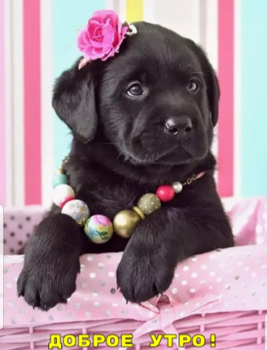 Лабрадор черный