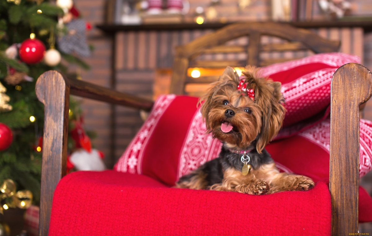 Йоркширский терьер