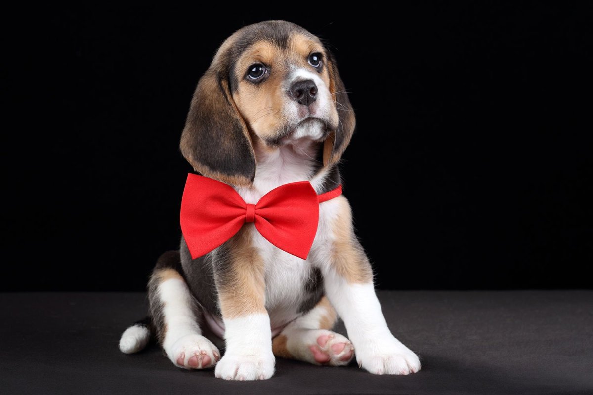 Бигль Йоркширский терьер