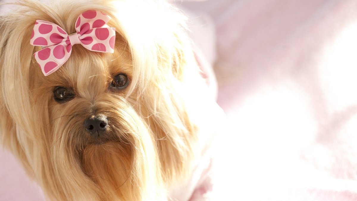 Собачка с бантиком