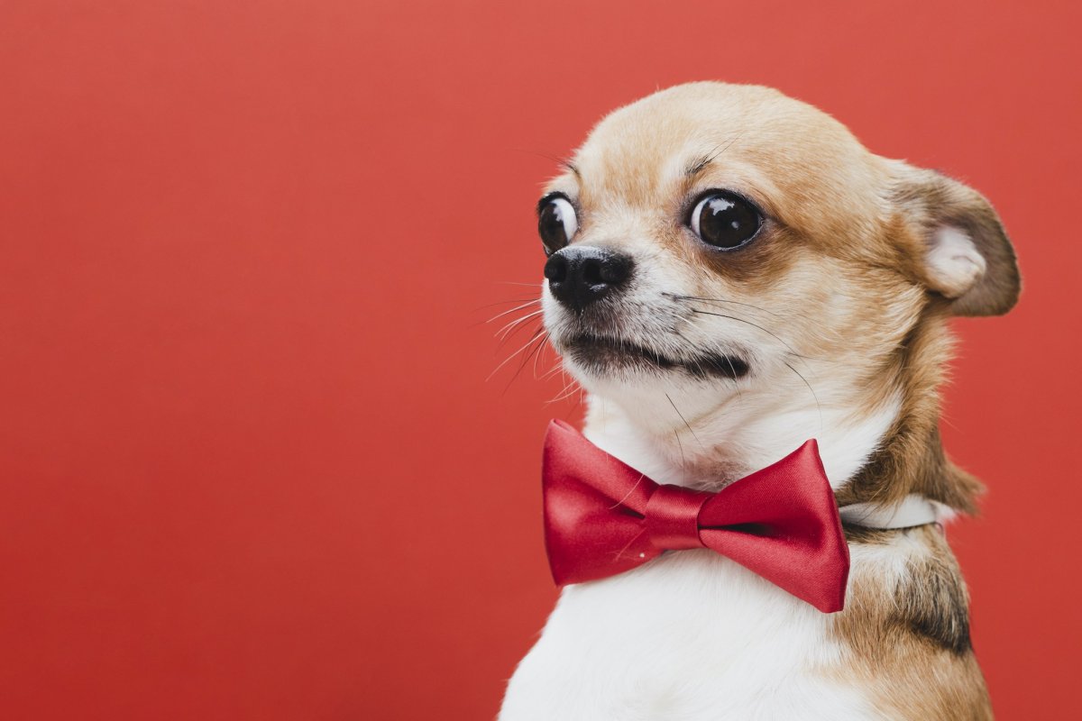 Щенок с бантиком подарок