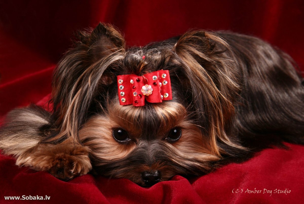 Собачка с бантиком на голове большая порода