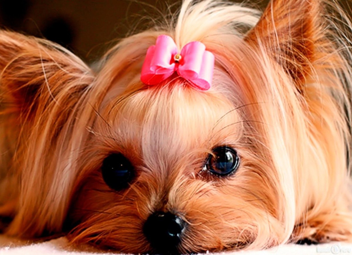 Йоркширский терьер