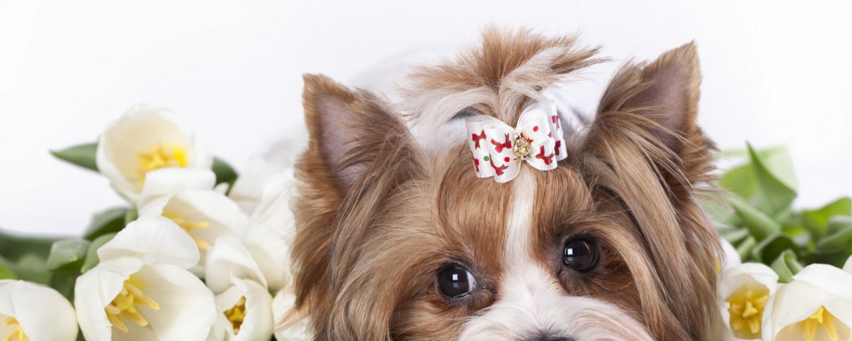 Мордочка собачки с бантиком