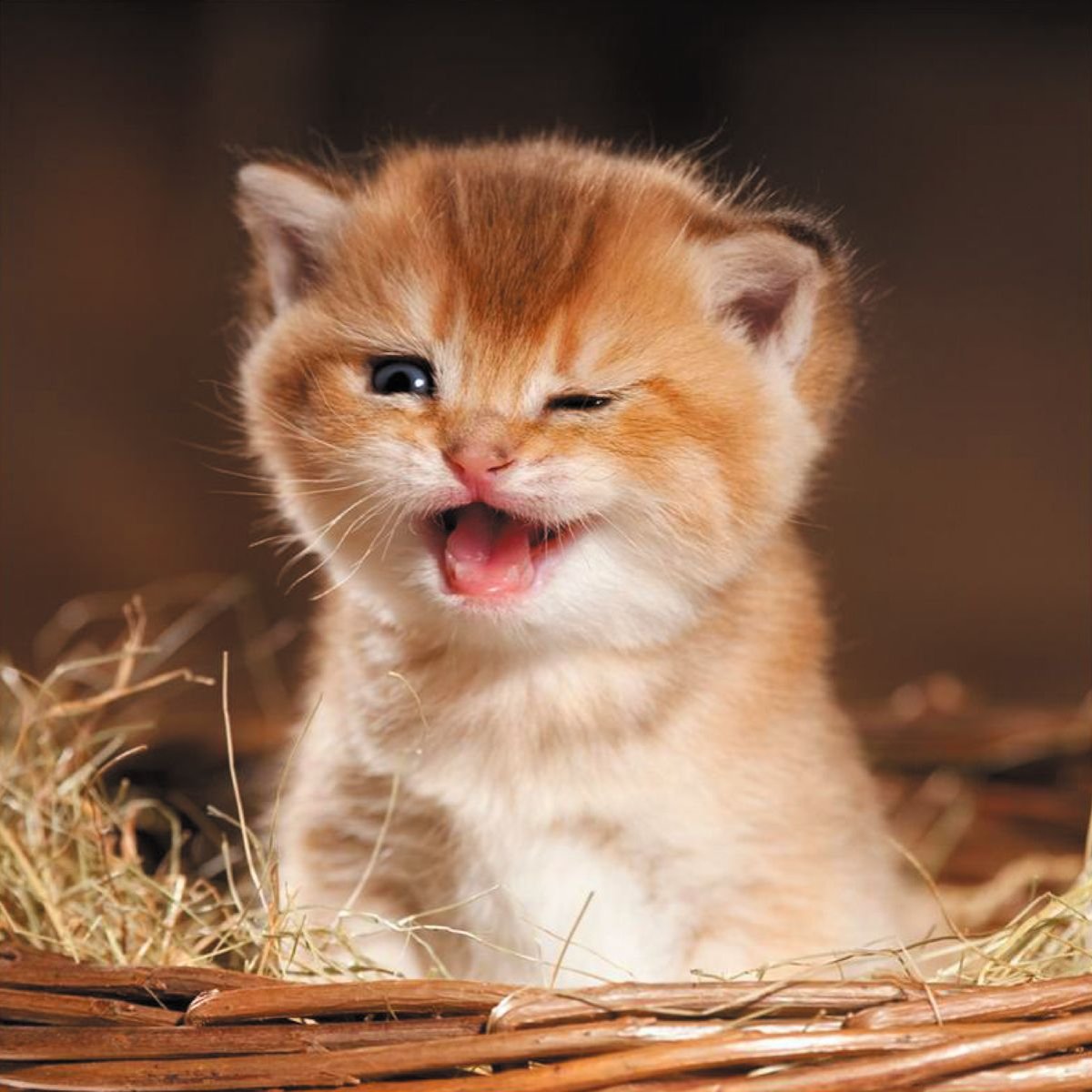 Рыжий котенок улыбается