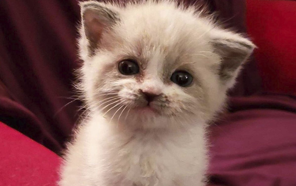 Милый котик