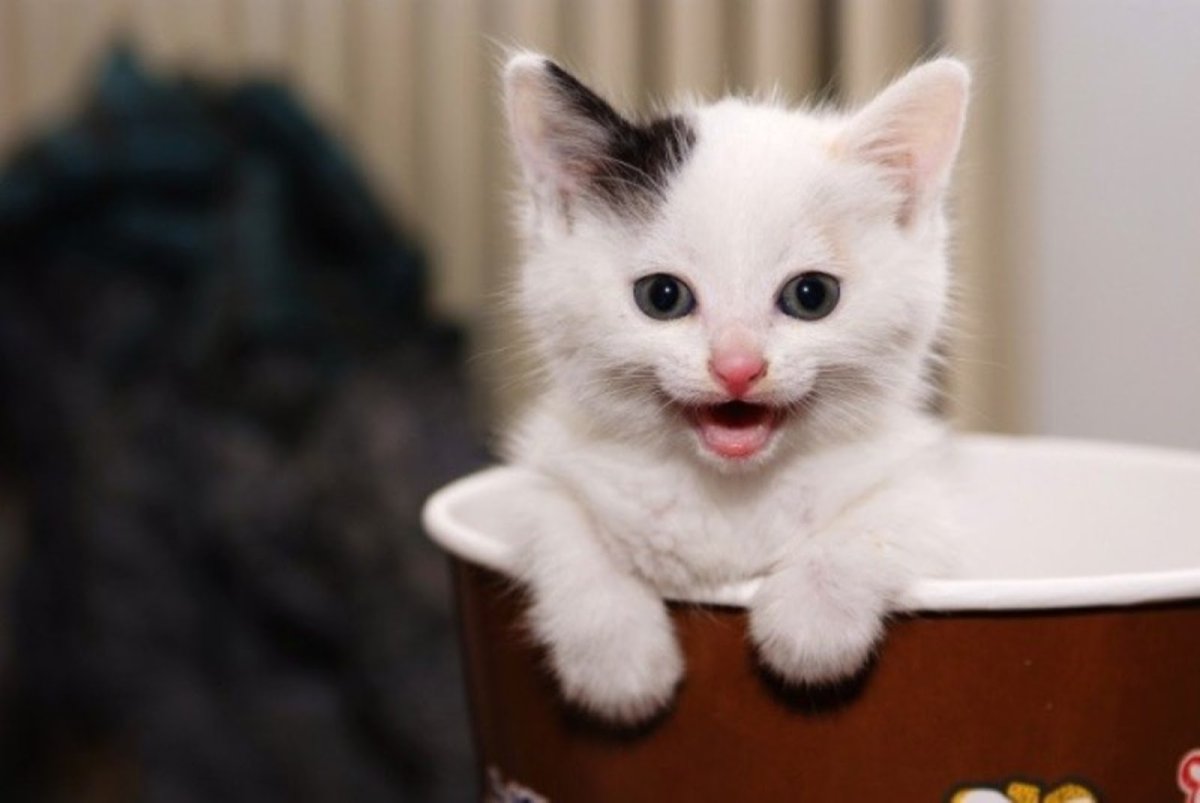 Маленький кот с улыбкой