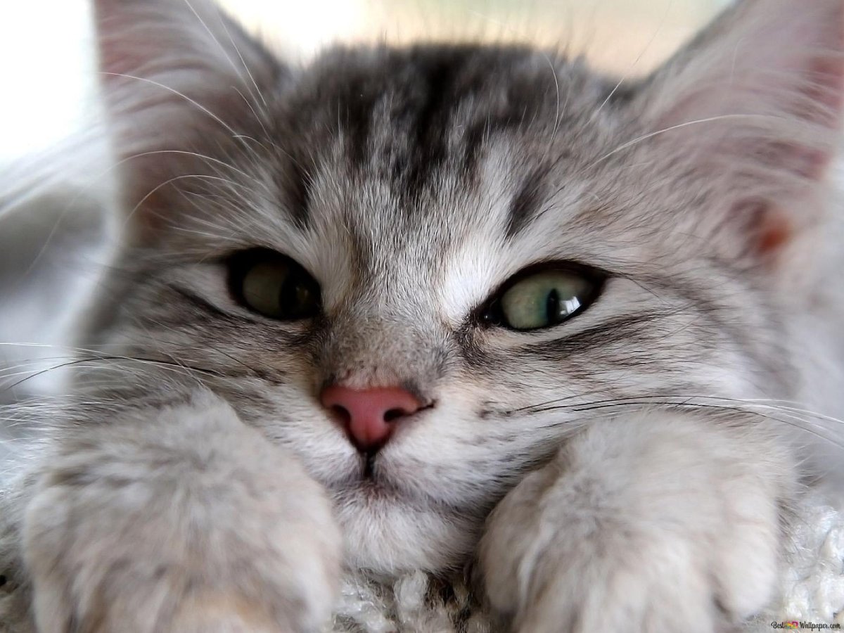 Милые котики