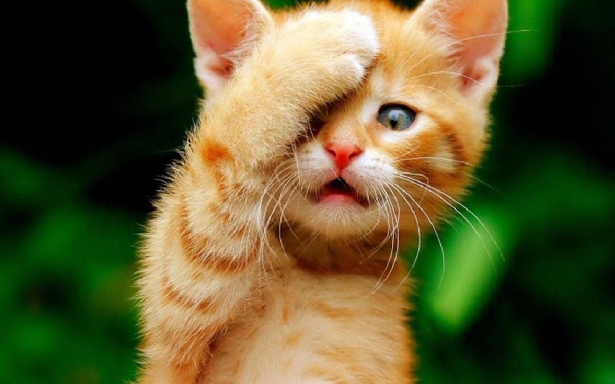 Смешной кот