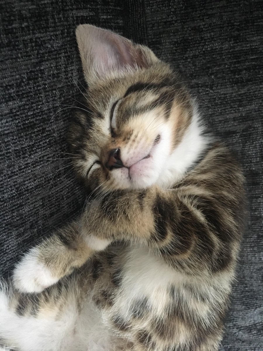 Buongiorno с котятами