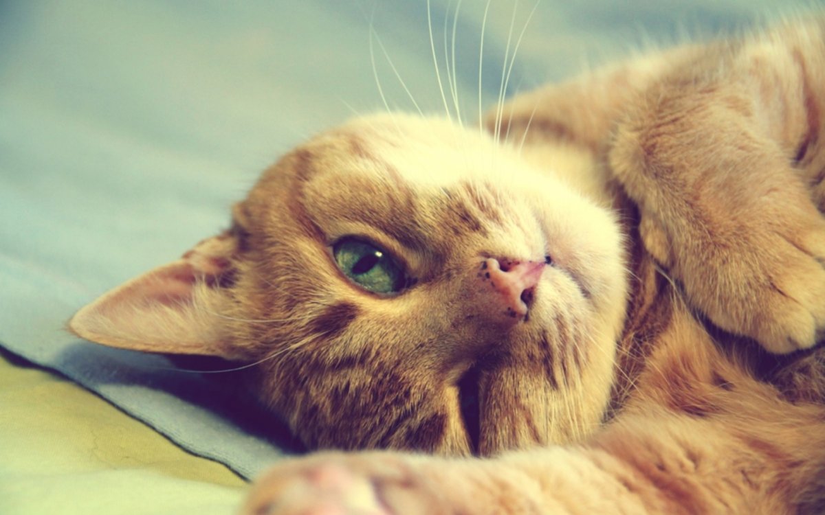 Милые довольные котики