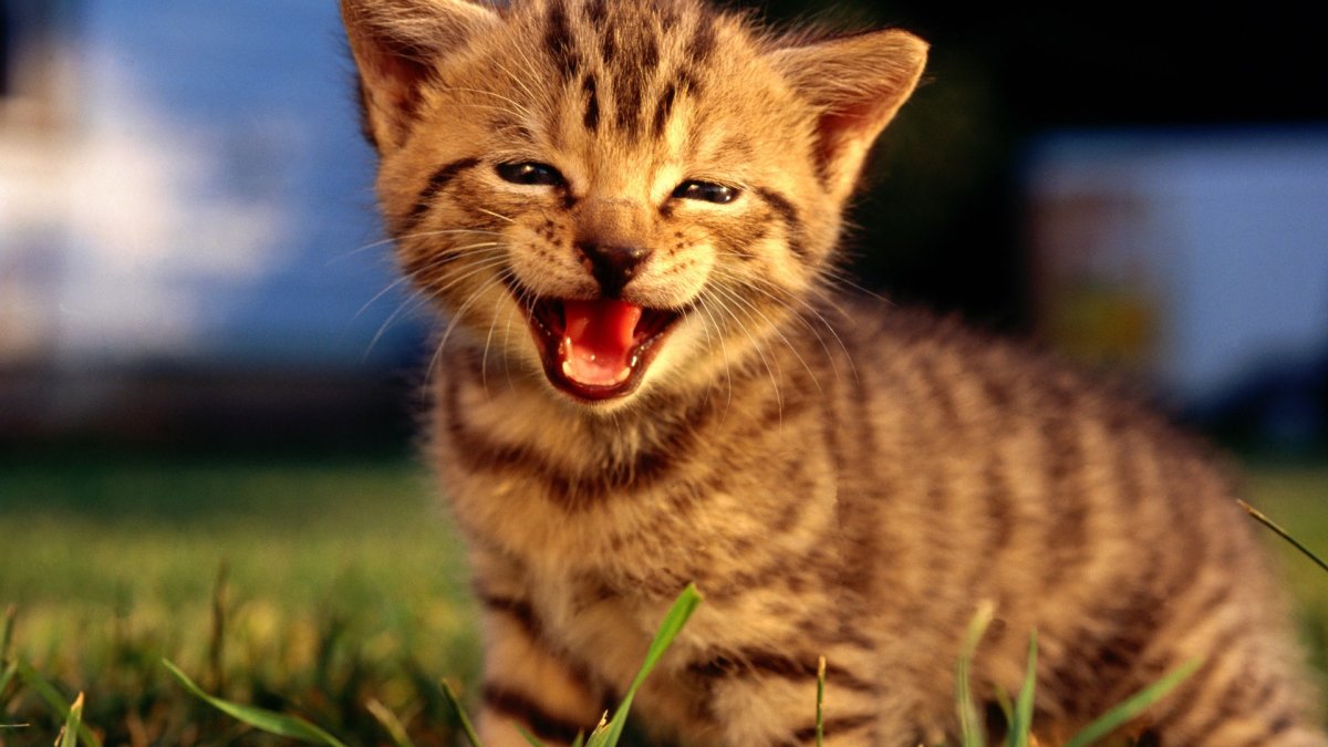 Котенок мяукает