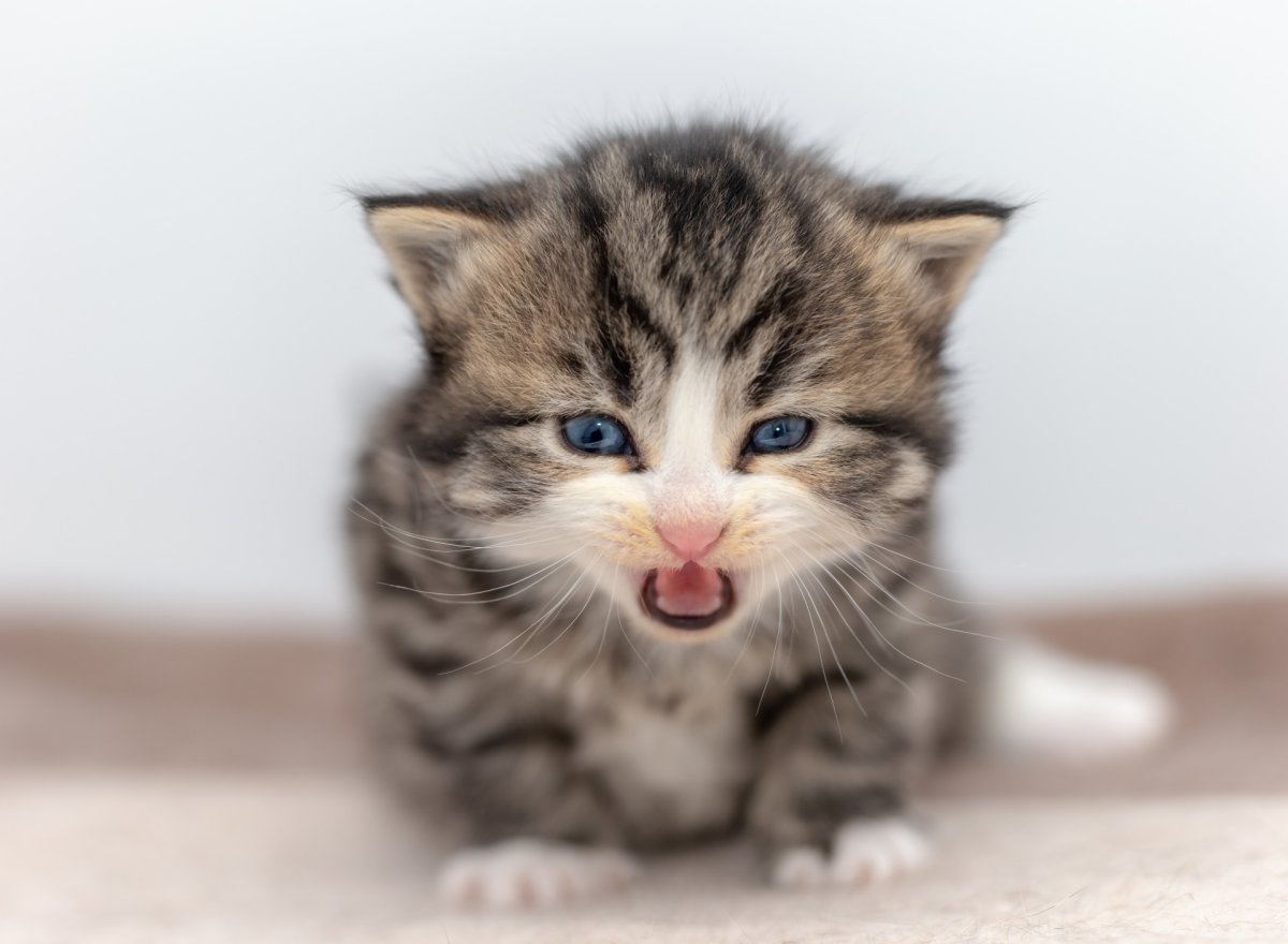 Милые котики милота