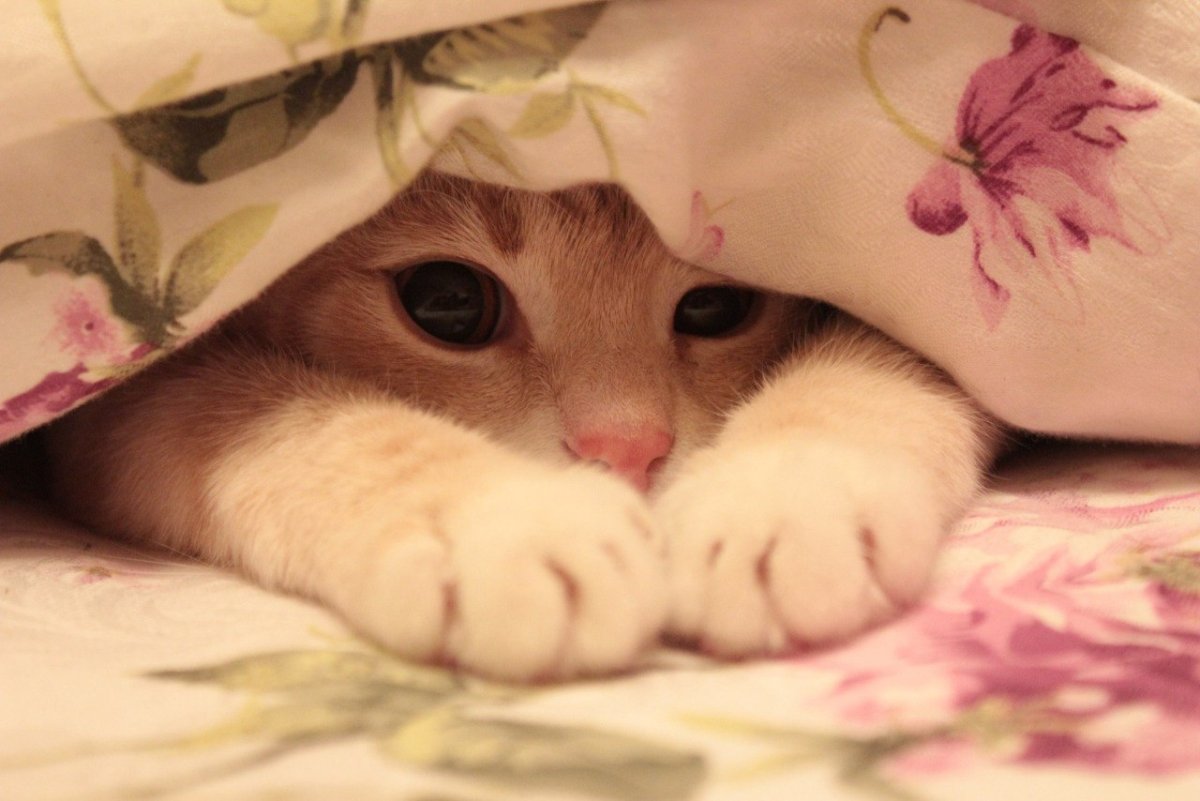 Котенок зевает