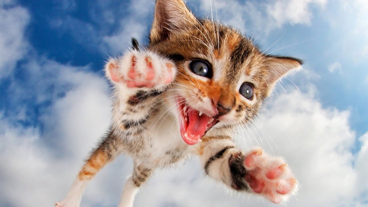 Алмазная мозаика Molly