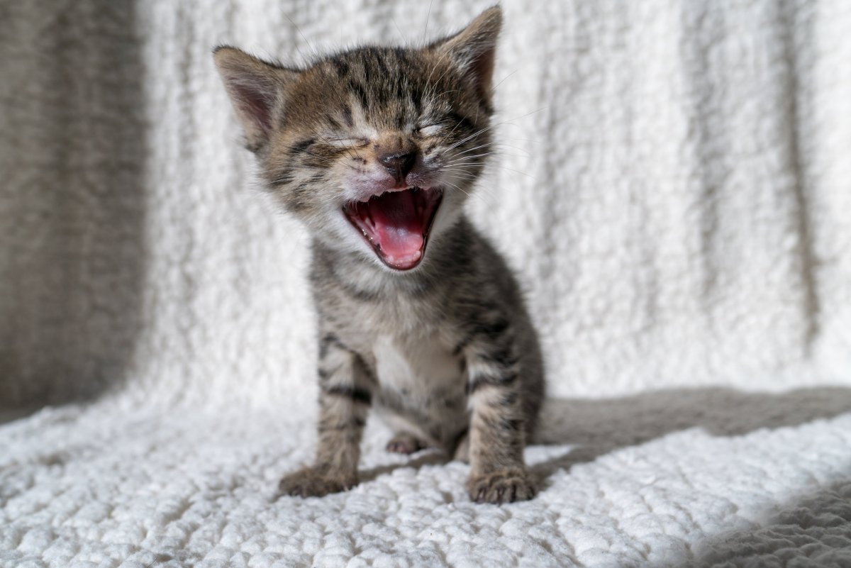 Котенок улыбается в камеру