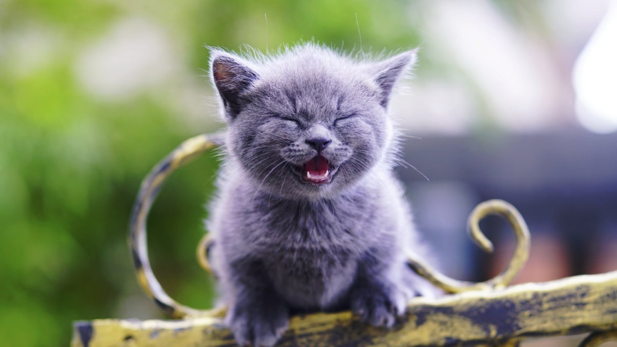 Котенок улыбается