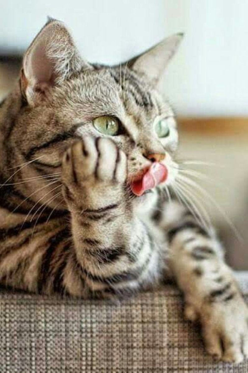 Кот задумчивый