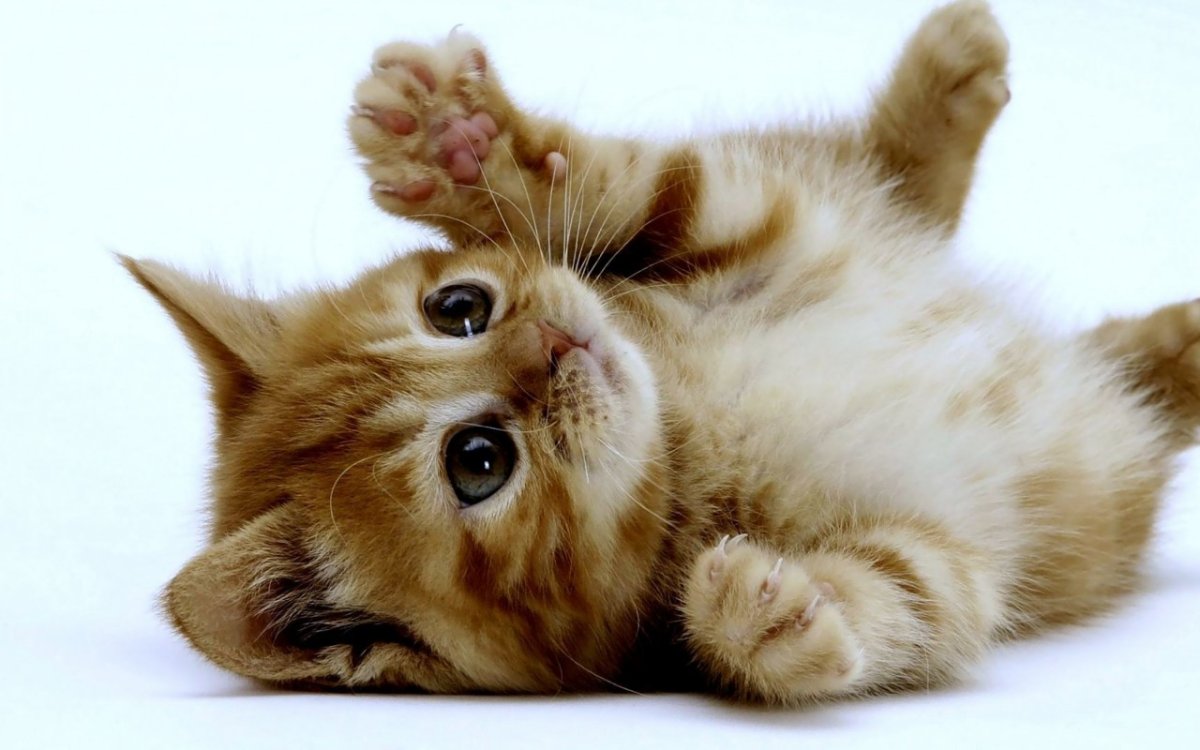 Котик зевает