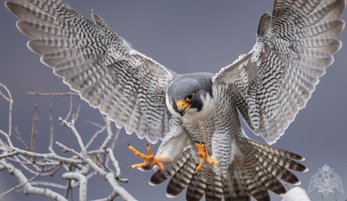 Сокол Сапсан фото