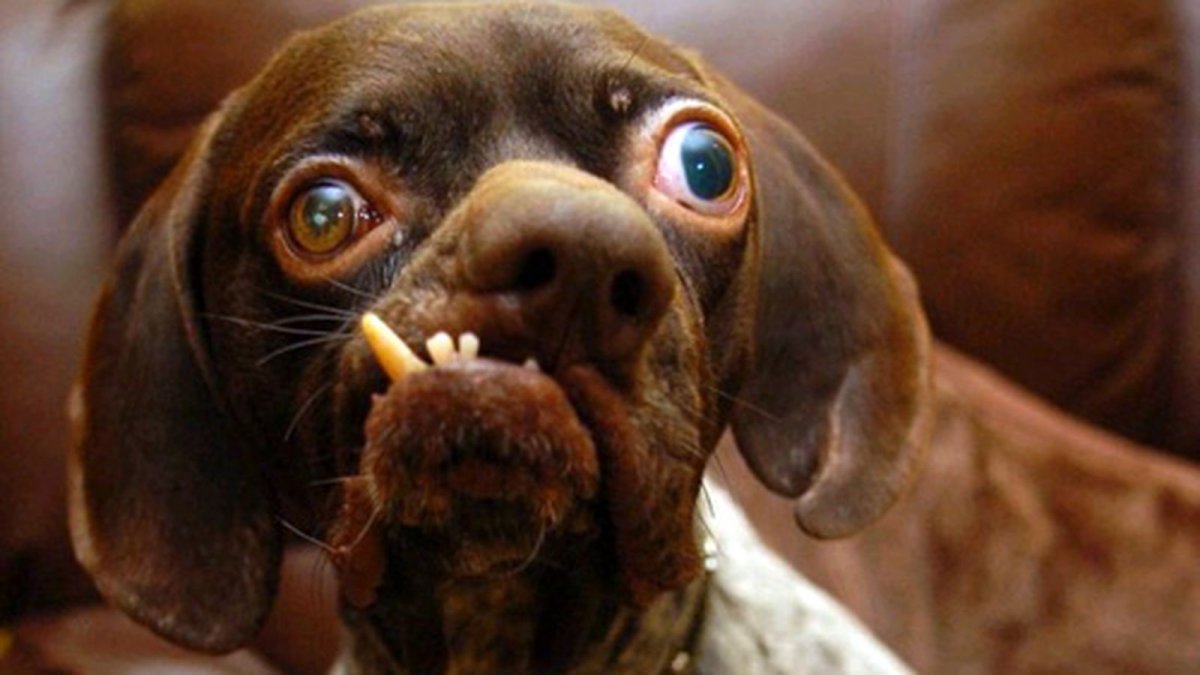 Конкурс на самую уродливую собаку в мире