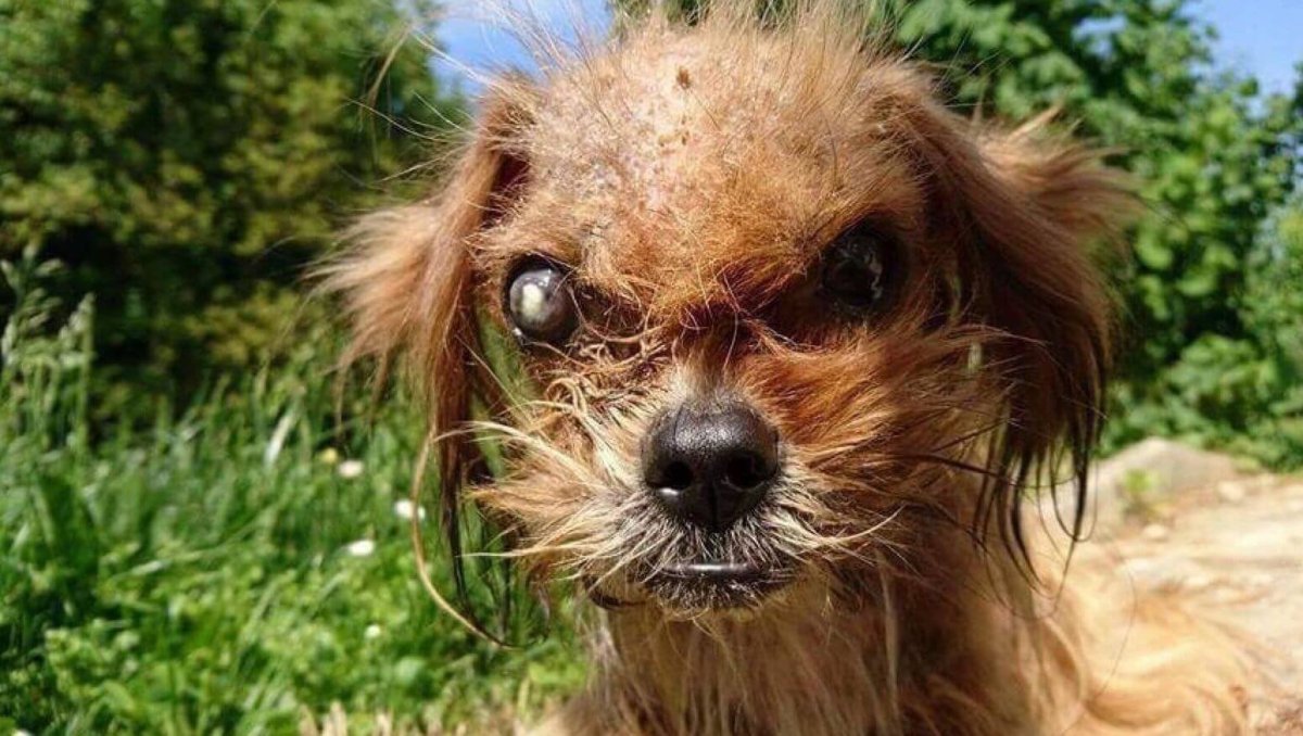 Конкурс на самую уродливую собаку в мире