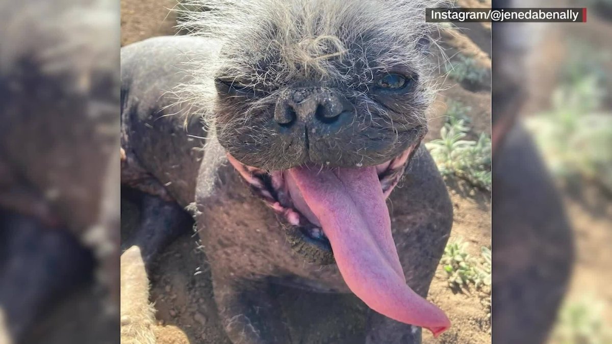 Конкурс самая страшная собака