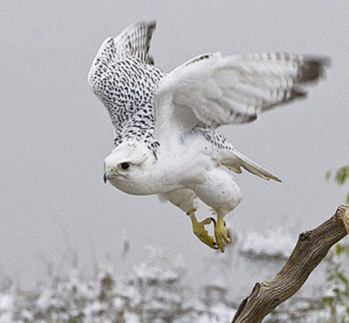 Белый Камчатский Кречет