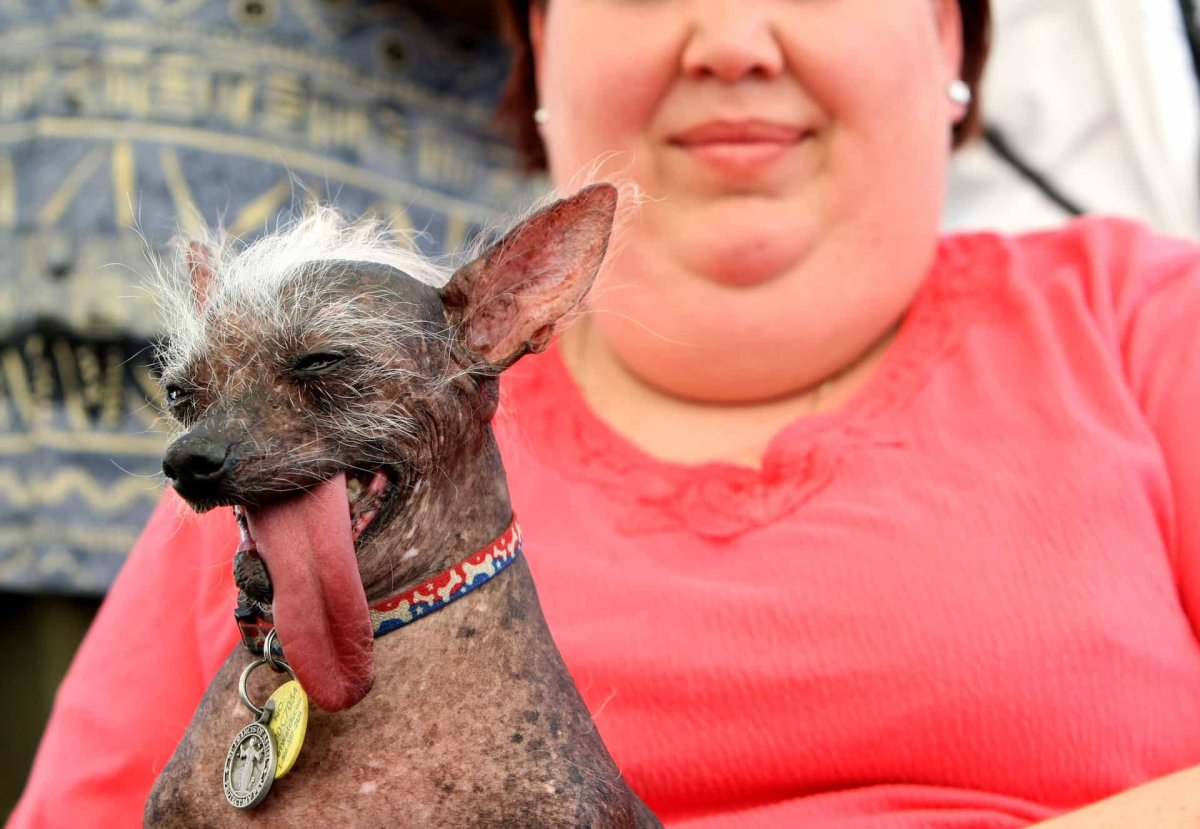 Чихуахуа китайская хохлатая