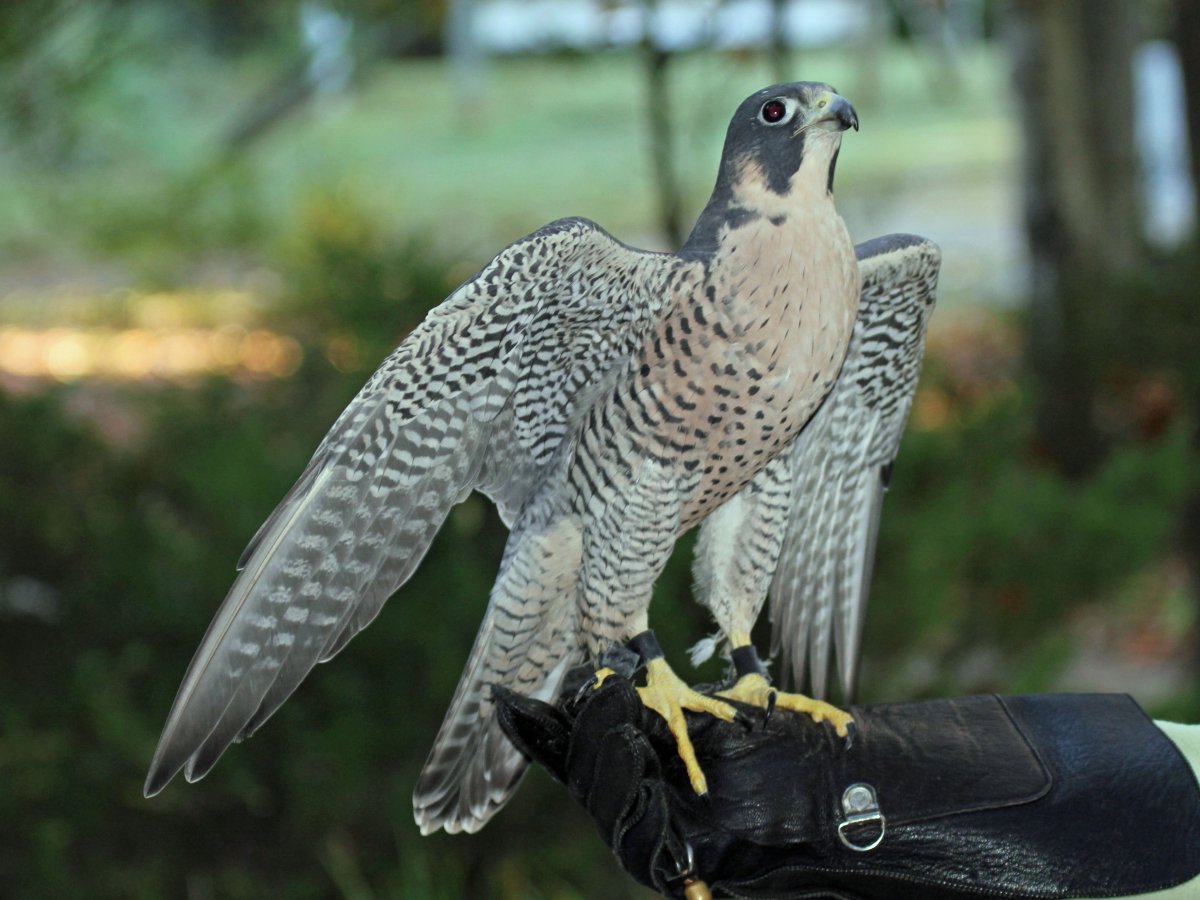 Белый ястреб