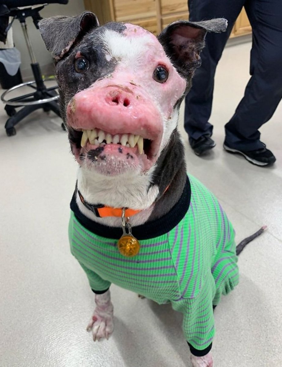 Самая уродливая собака в мире 2009