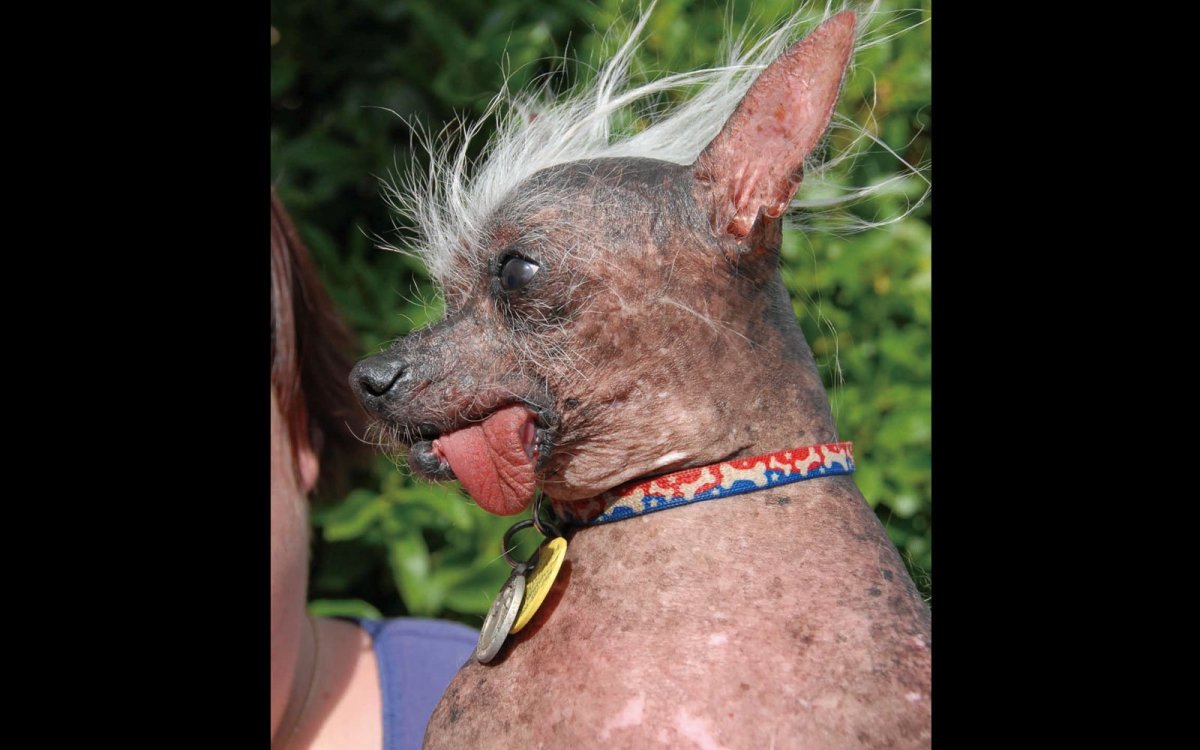 Китайская хохлатая собака Сэм