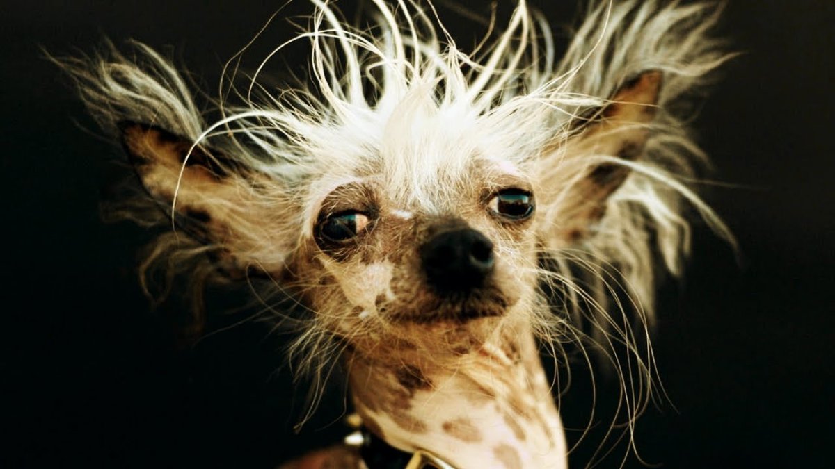 Лысая хохлатая собака