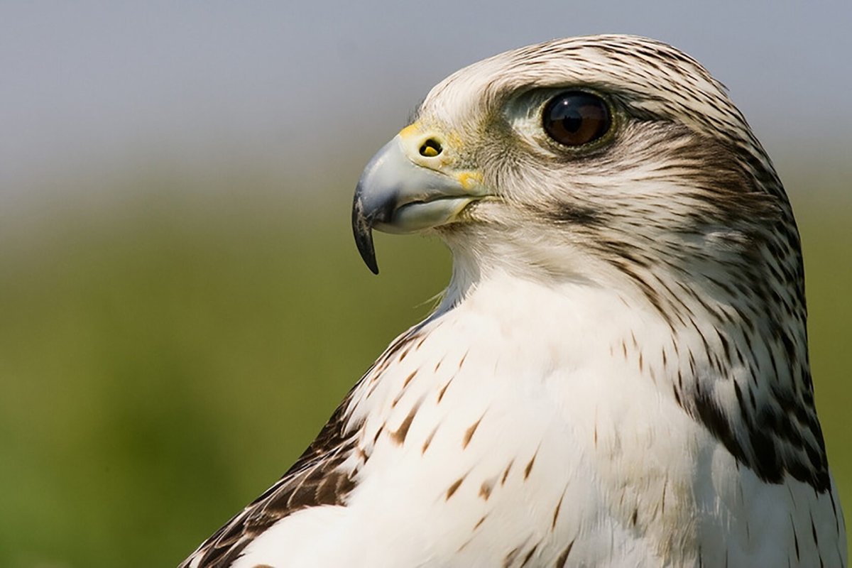 Канюк хищник