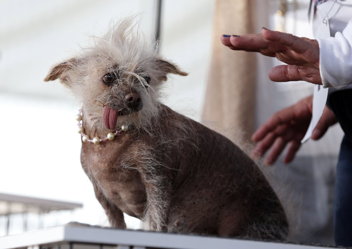 Китайская хохлатая страшная