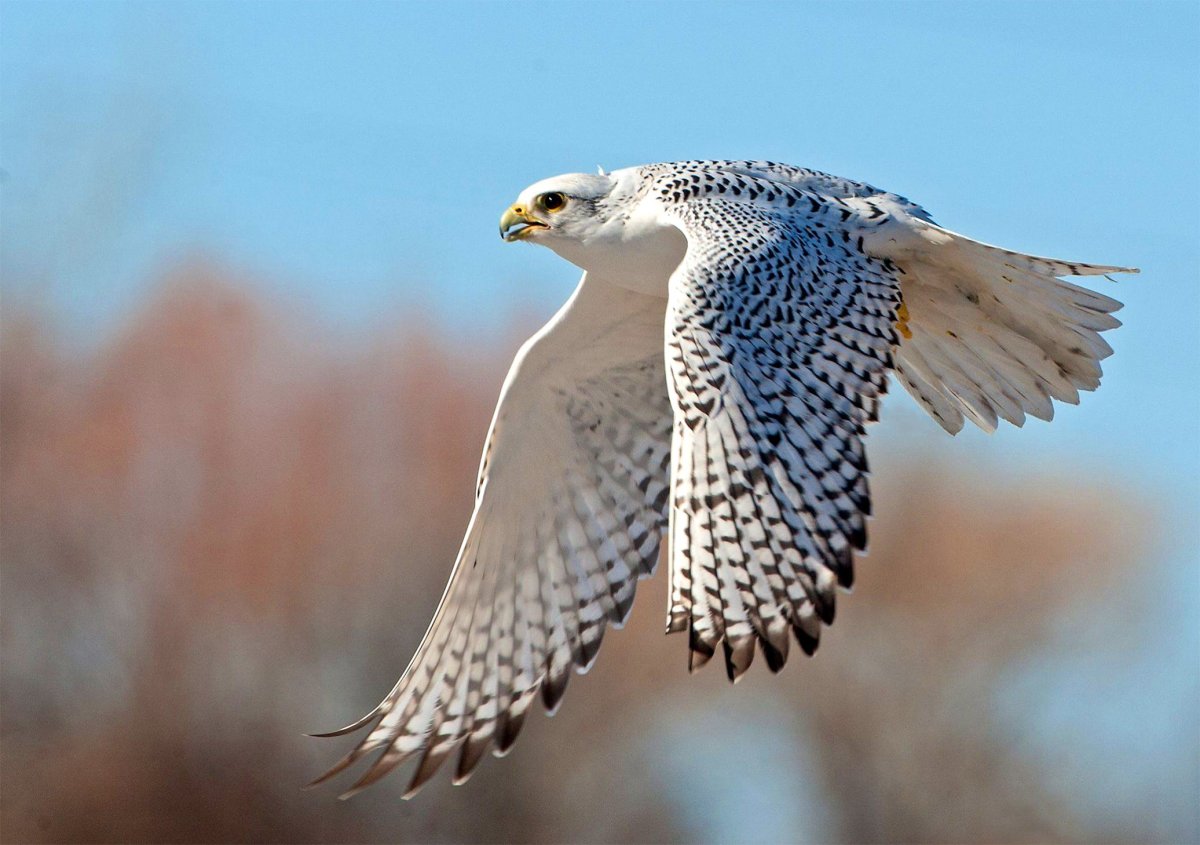 Лунь канюк тетеревятник