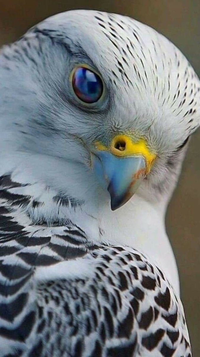 Сокол белый Кречет