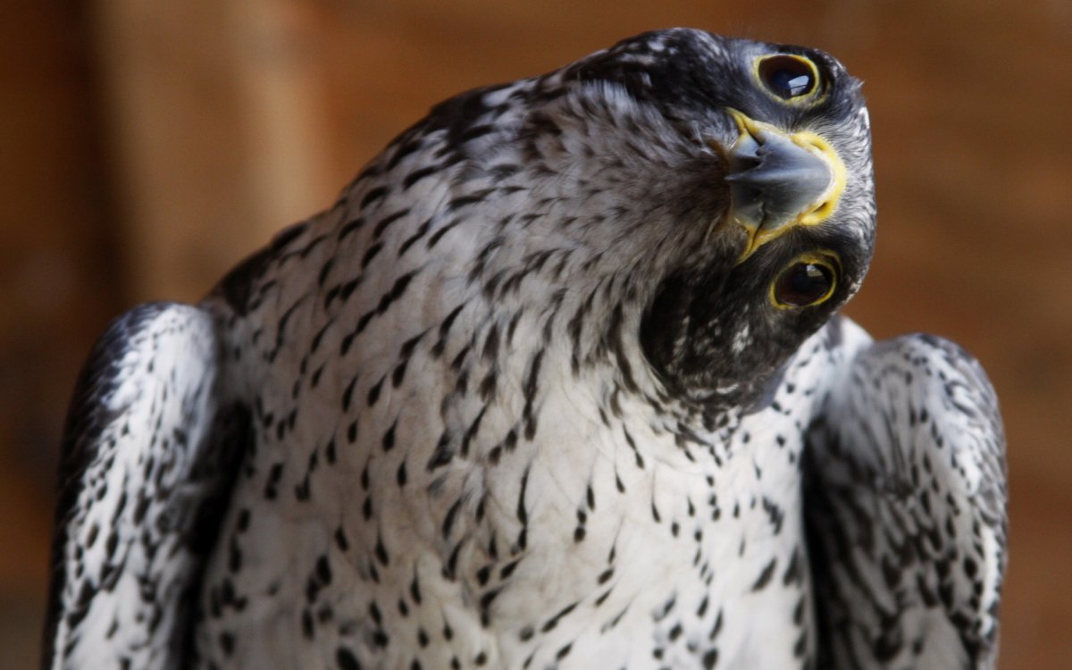 Сапсан птица