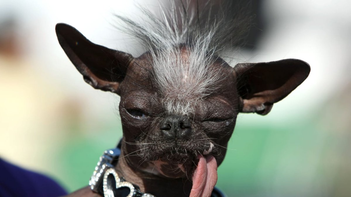 Китайская хохлатая чихуахуа Элвуд