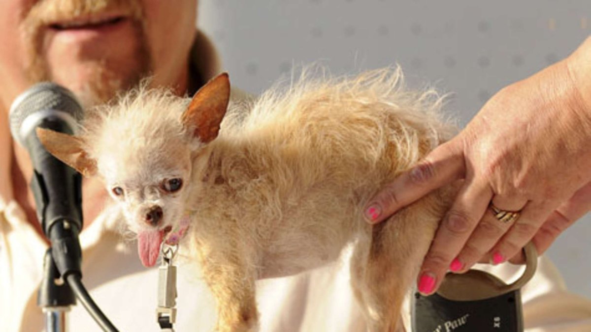 Страшный кот порода