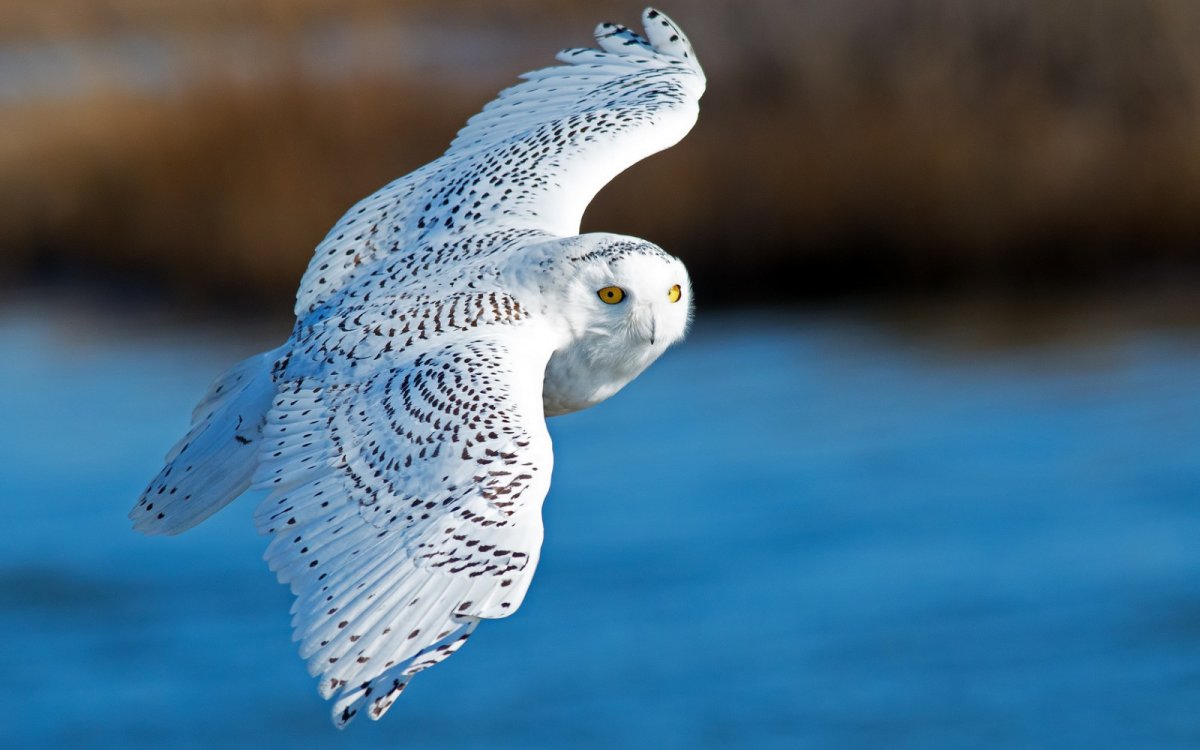 Rosenthal Сова белая