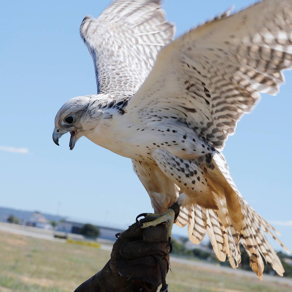 Кречет Falco rusticolus